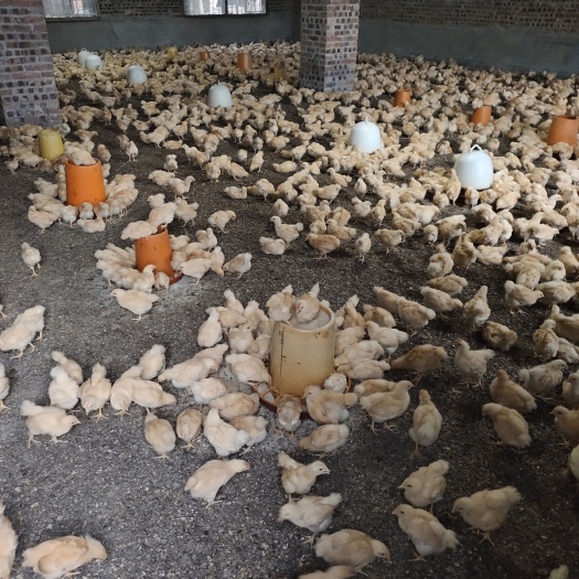 衡阳黄土母鸡脱温苗脱温一个月鸡苗均重4到5两左右疫苗齐全鸡群健康