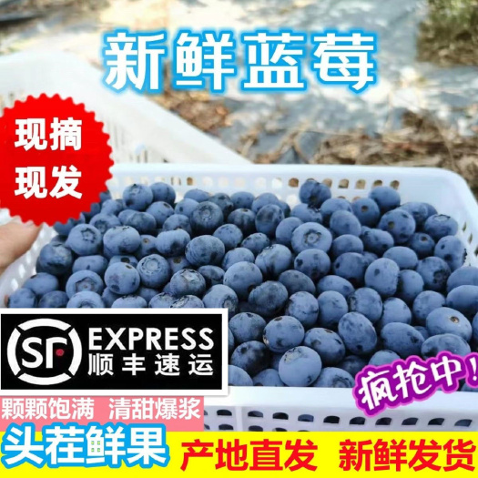 昆明云南新鲜蓝莓水果浆果批发采购当季果实饱满甜美的蓝莓