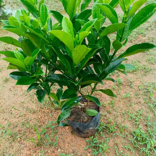 普宁市非洲茉莉 10斤袋 大量出售