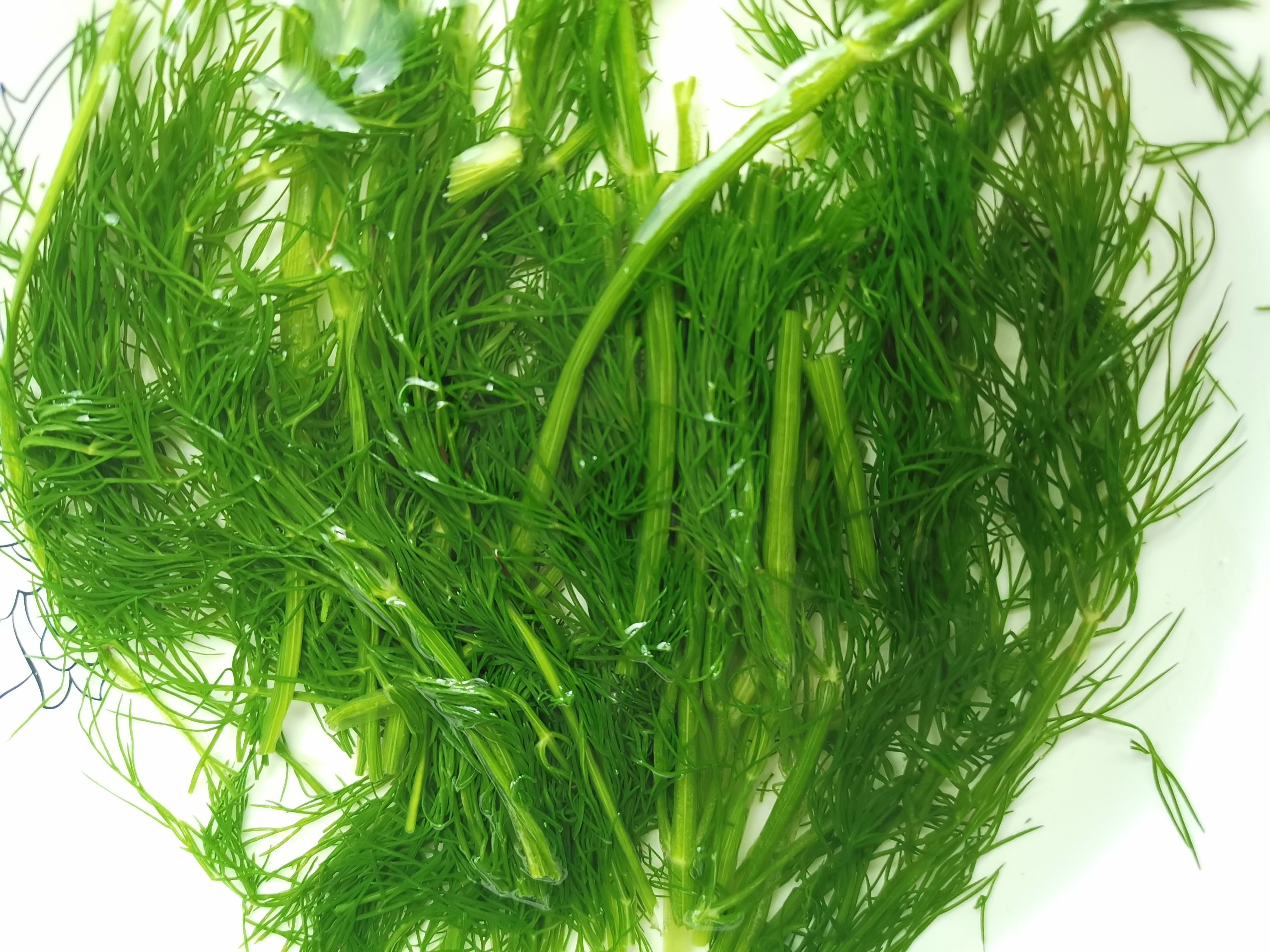 茴香苗茴香菜茴香鲜菜速冻蔬菜