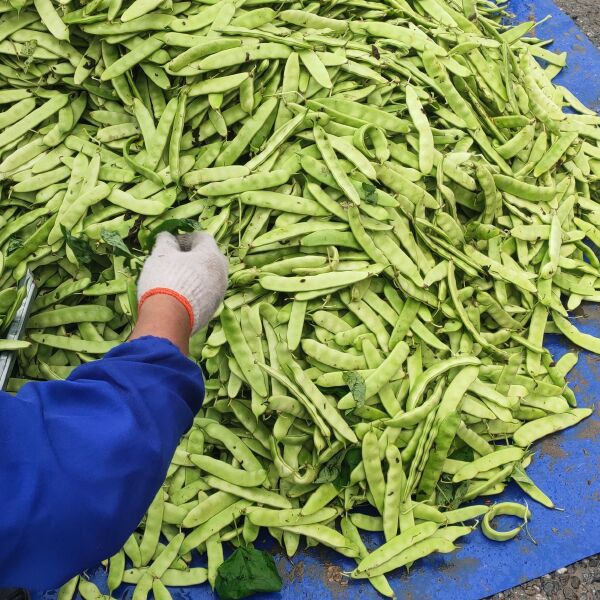 怀德陆地大油豆角，油豆角，豆角