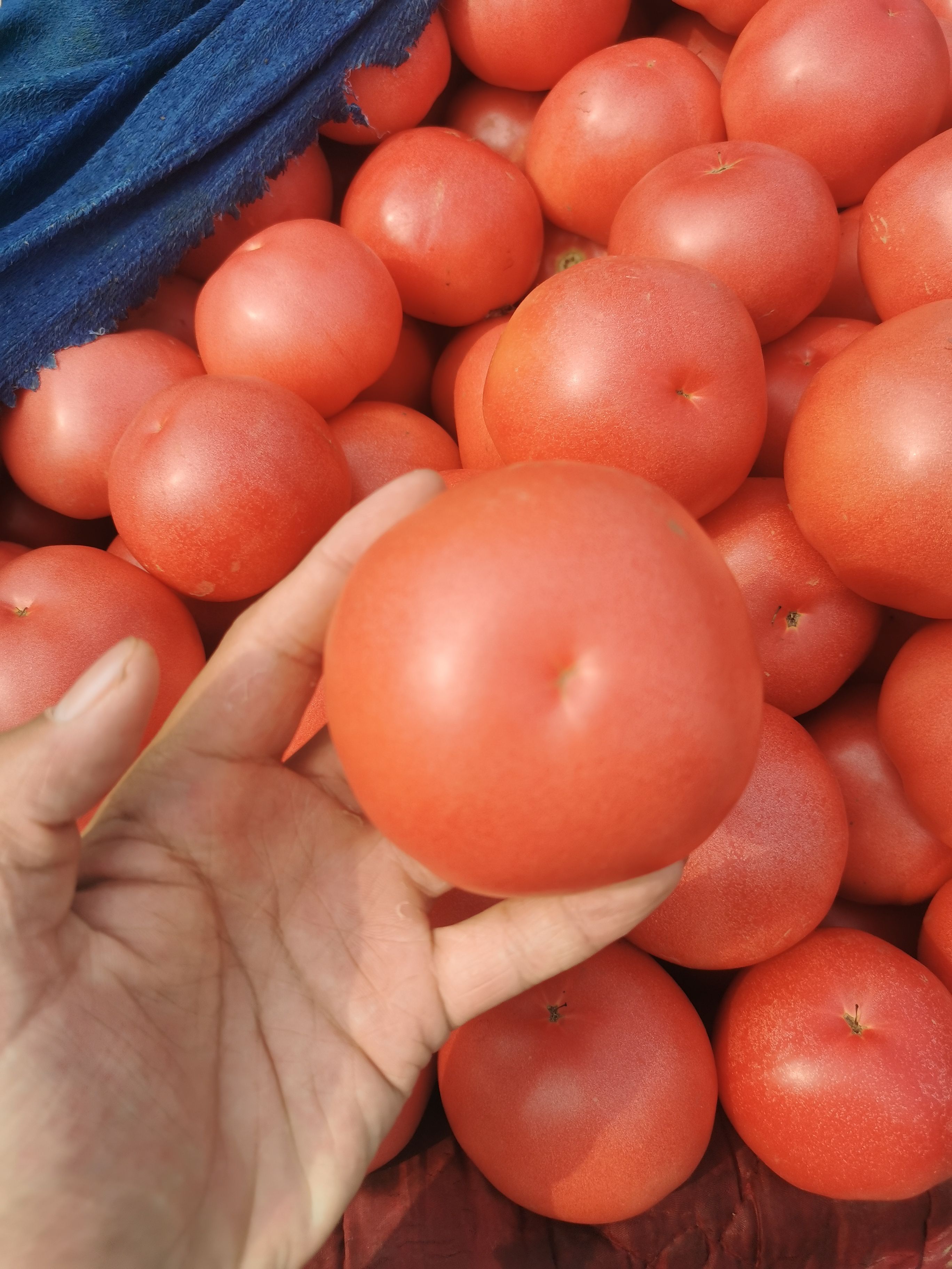 【邯郸】西红柿，大红，硬粉，供应全国，一条龙服务。