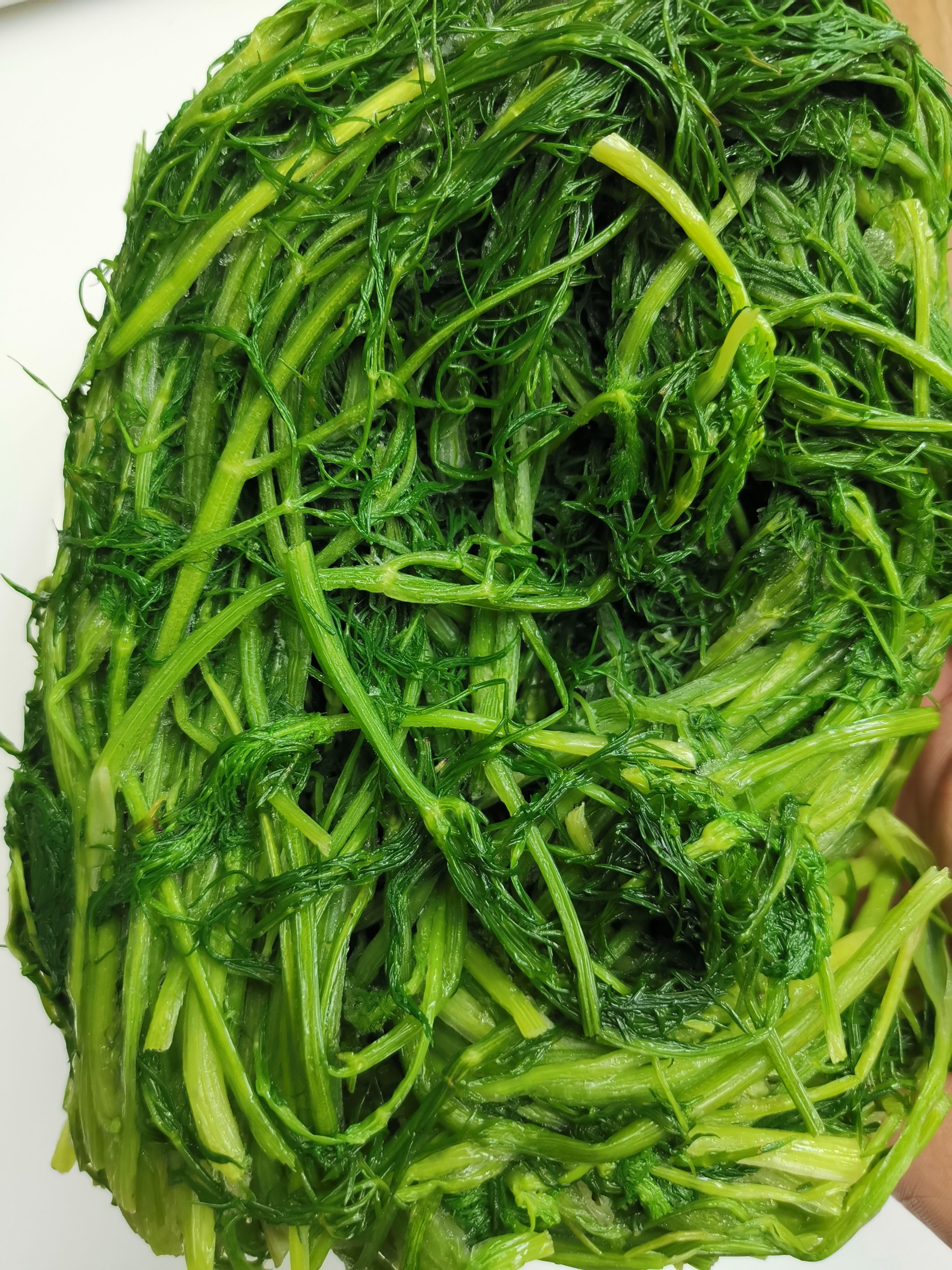 茴香苗茴香菜茴香鲜菜蔬菜批发新货