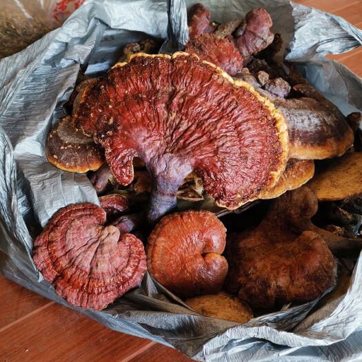 深山天然赤灵芝   精选好品质 直径
10公分以上