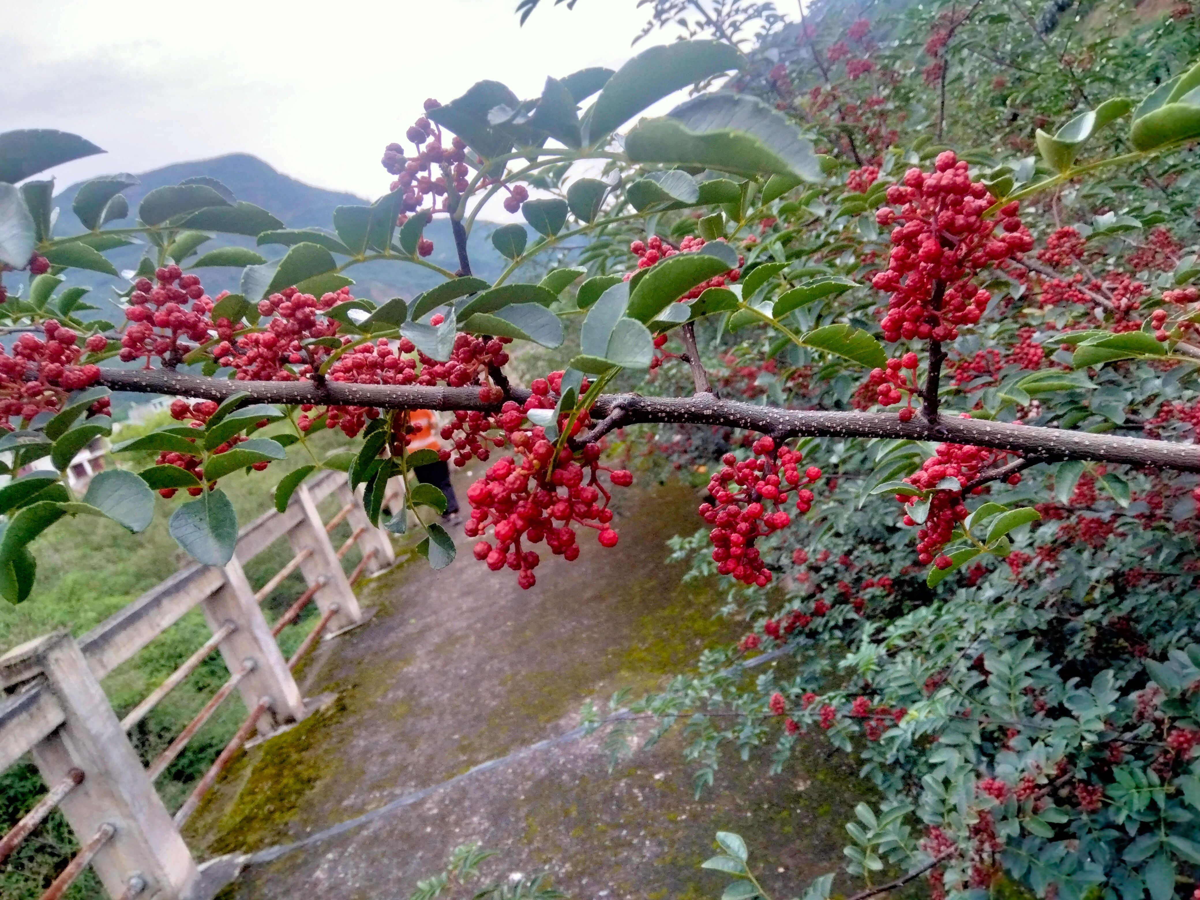 四川漢源花椒，顆粒大，顏色紅，品味正，顏色好，質(zhì)量好