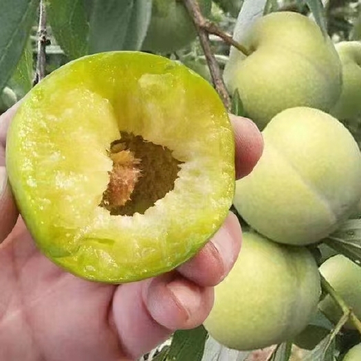 重庆市李子品种青脆李