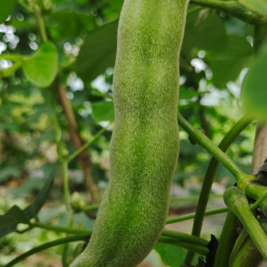 简阳市狗爪豆学名龙爪黎豆，豆荚饱满，粉糯爽口、味道鲜美，营养丰富。