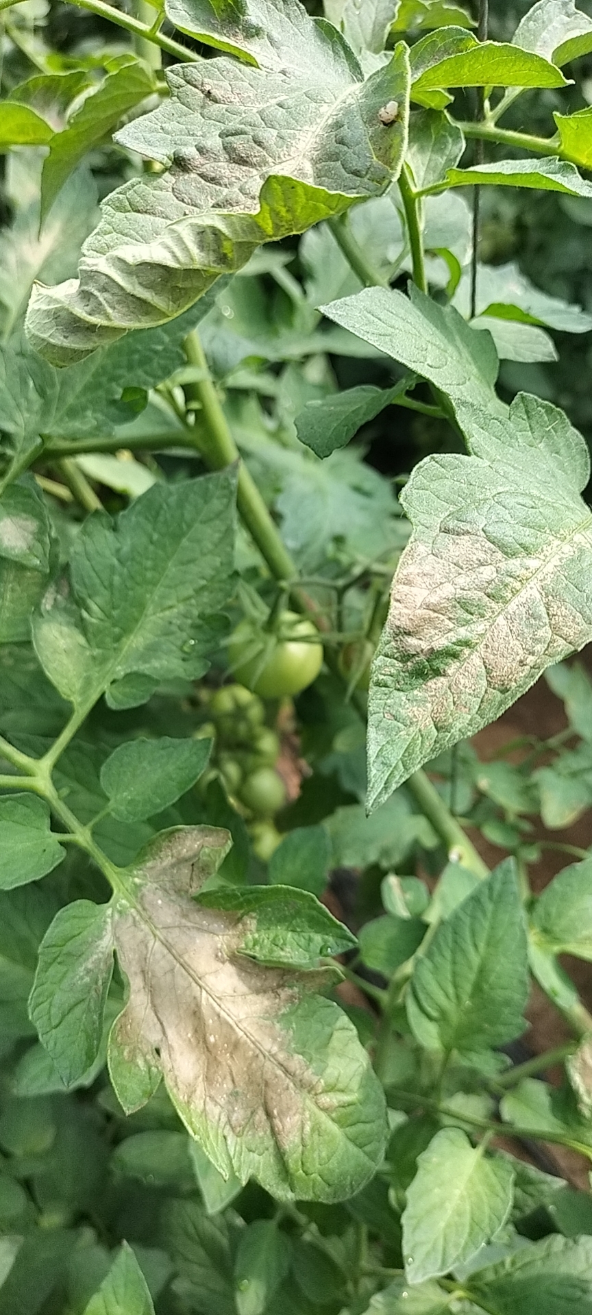 老师你好,帮我看看番茄这是什么病,该怎么治理-专家问答 - 惠农网