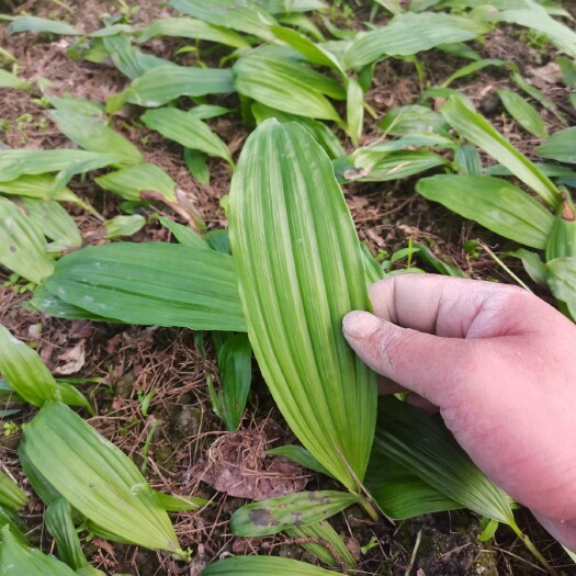 隆回县山慈菇种苗  山慈菇 山慈姑 毛慈姑 冰球子基地直供
