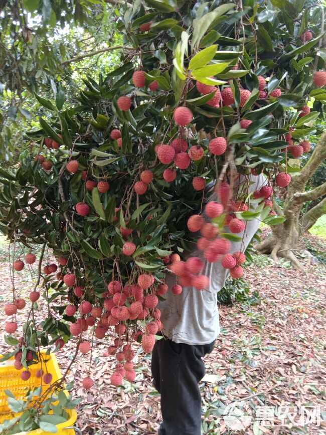 大量从化荔枝，批发，零售，现摘现发，自家果园