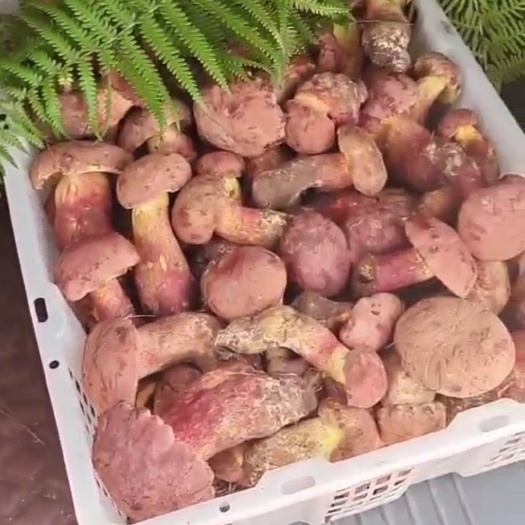 昆明红牛肝菌