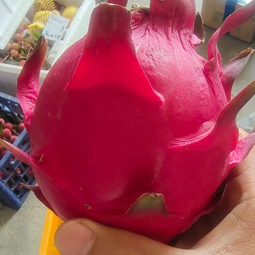 隆安县红心火龙果