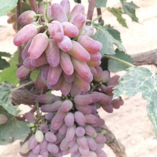 辛集市很好吃的茉莉香葡萄甜度20个往上，有茉莉花的香味