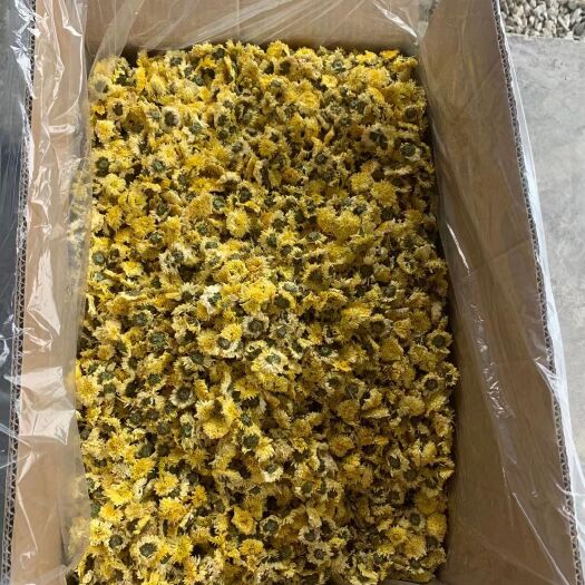 黄贡菊 黄心贡菊 药厂专用花