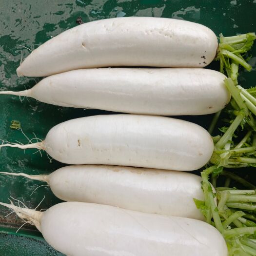 永善县云南高山冷凉种植白萝卜