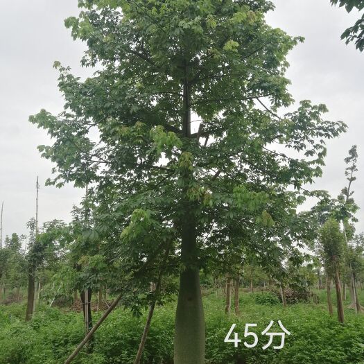 东莞市大腹木棉