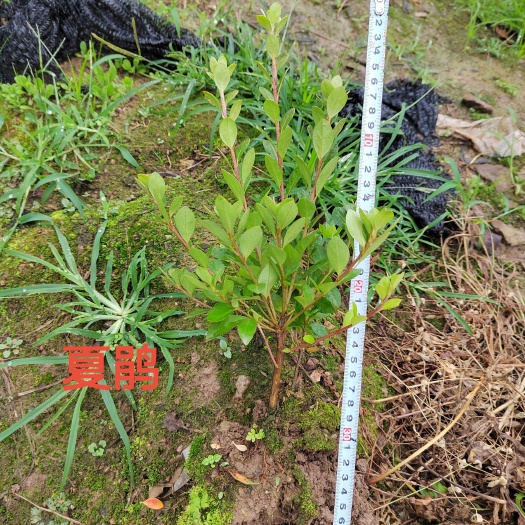 金华夏鹃  夏娟（移栽苗）高度30公分以上有分支可视频看苗