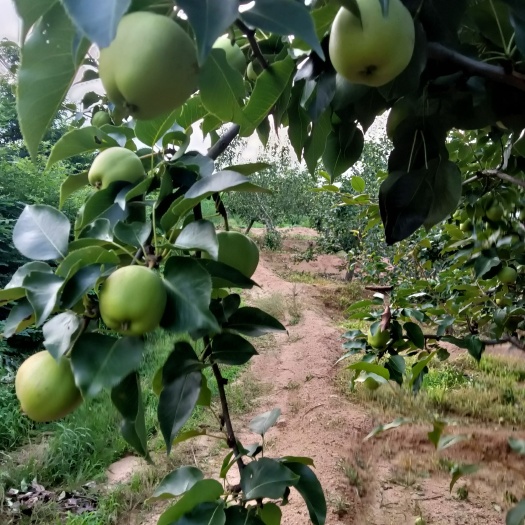 绥中县辽宁绥中产地早酥梨马上大量上市