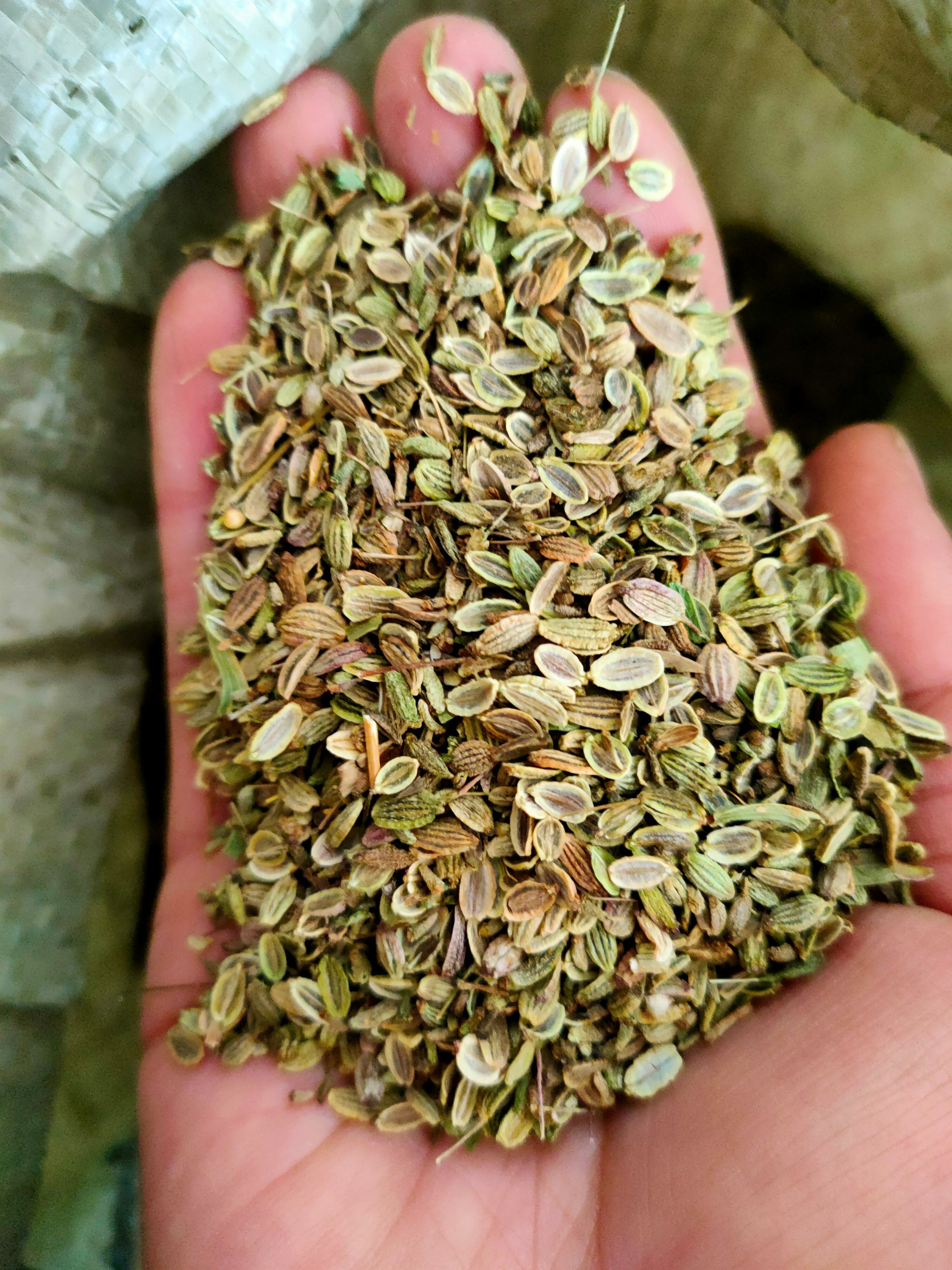 亳州防风种子 防风籽 纯新货发芽率高 提供种植技术大货批发零售