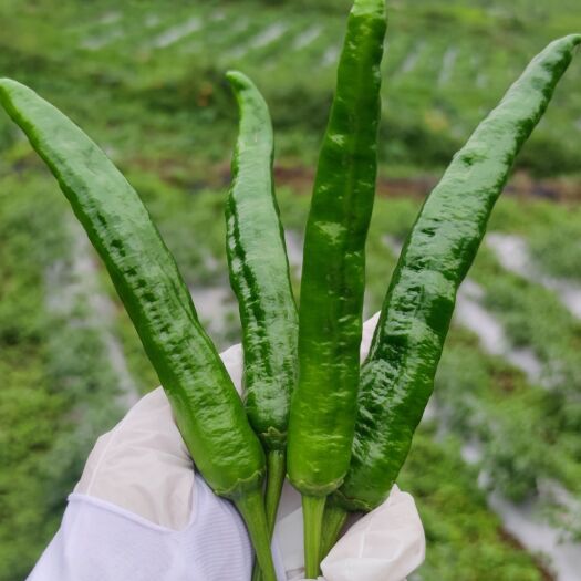 麻江县优质精品辣椒，基地直供