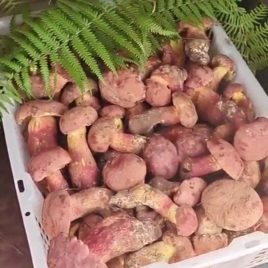 昆明红葱菌