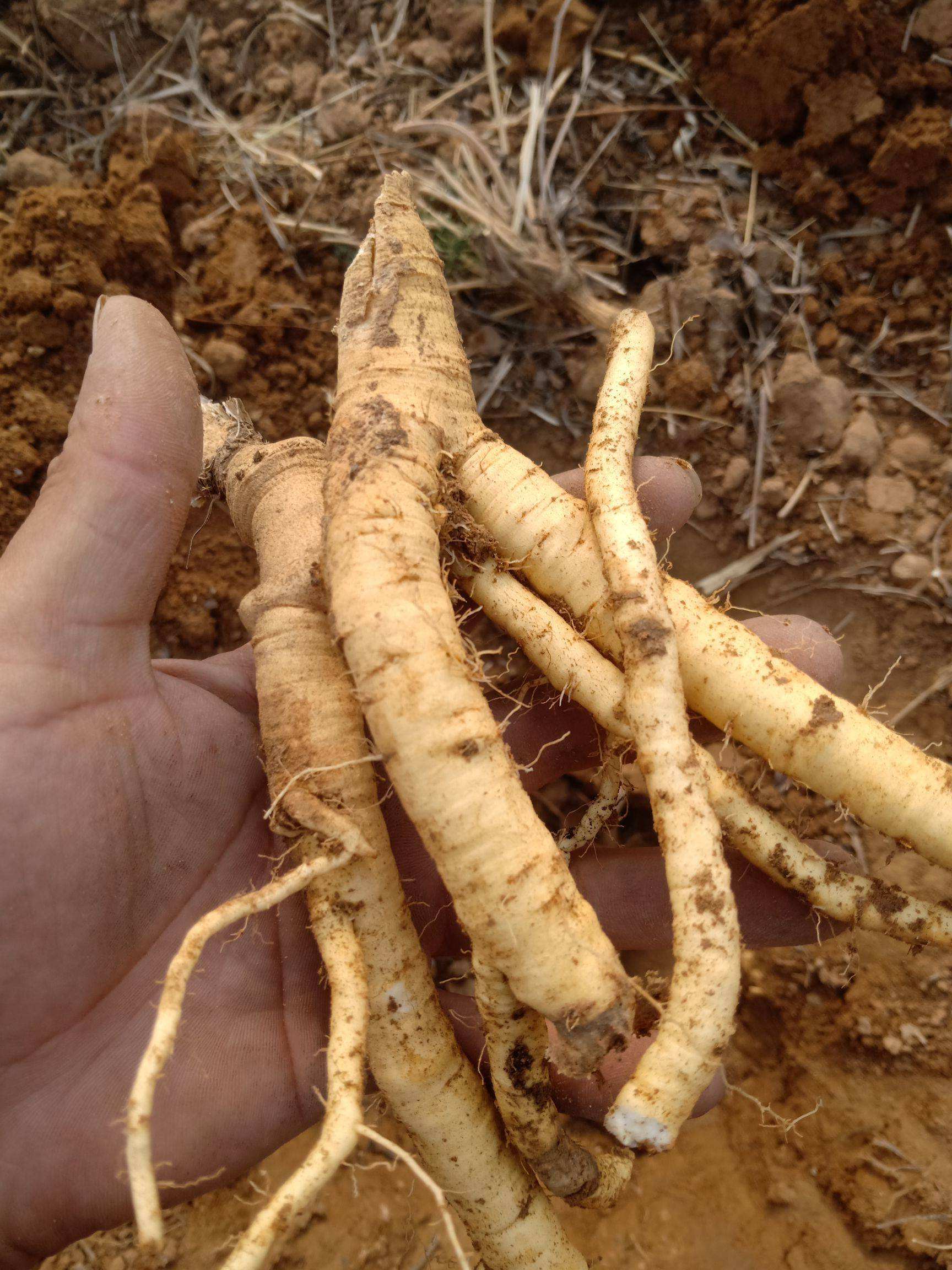 防风种子 防风籽 纯新货发芽率高 提供种植技术大货批发零售