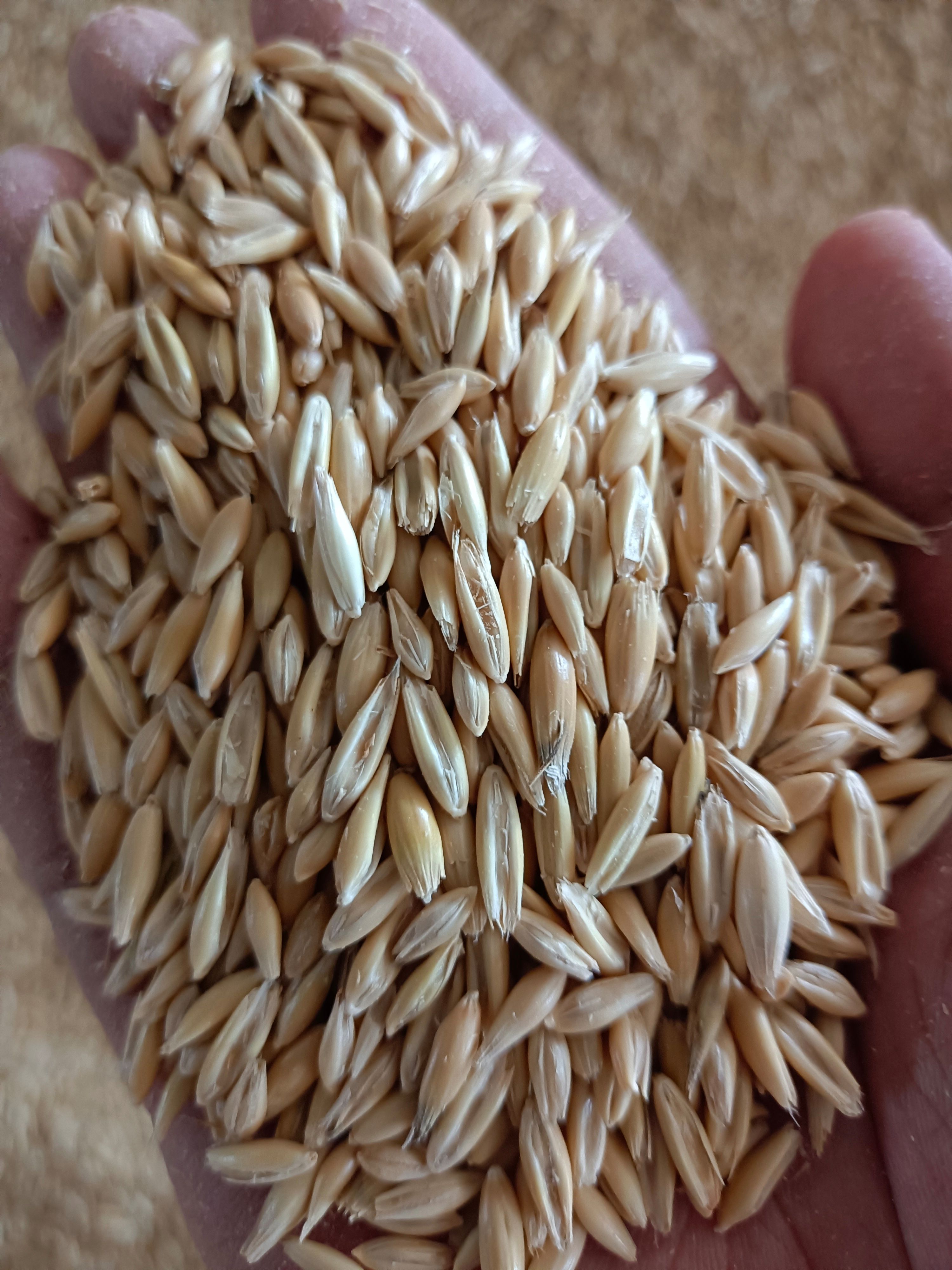 俄罗斯优质白皮燕麦，牙率90以上，水分13左右