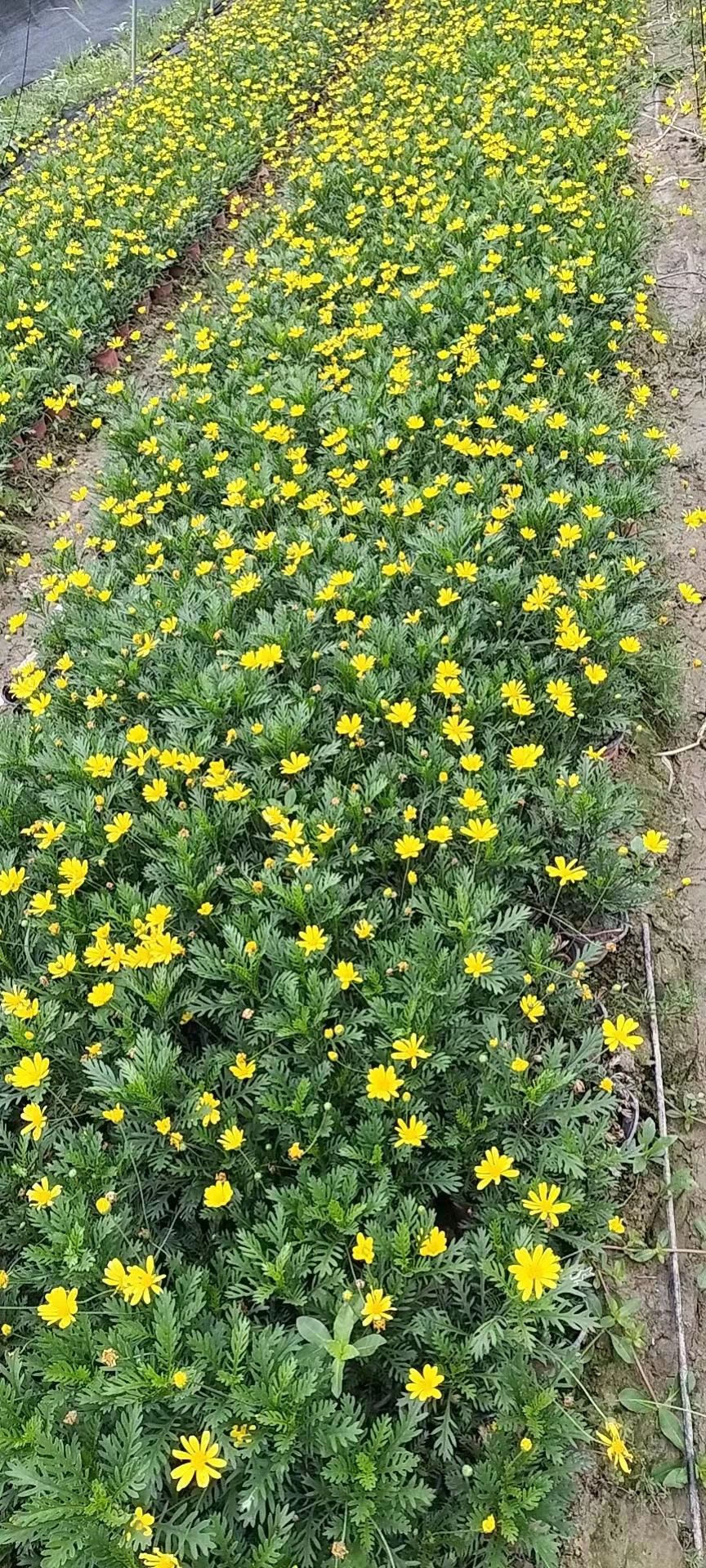 露天黄金菊