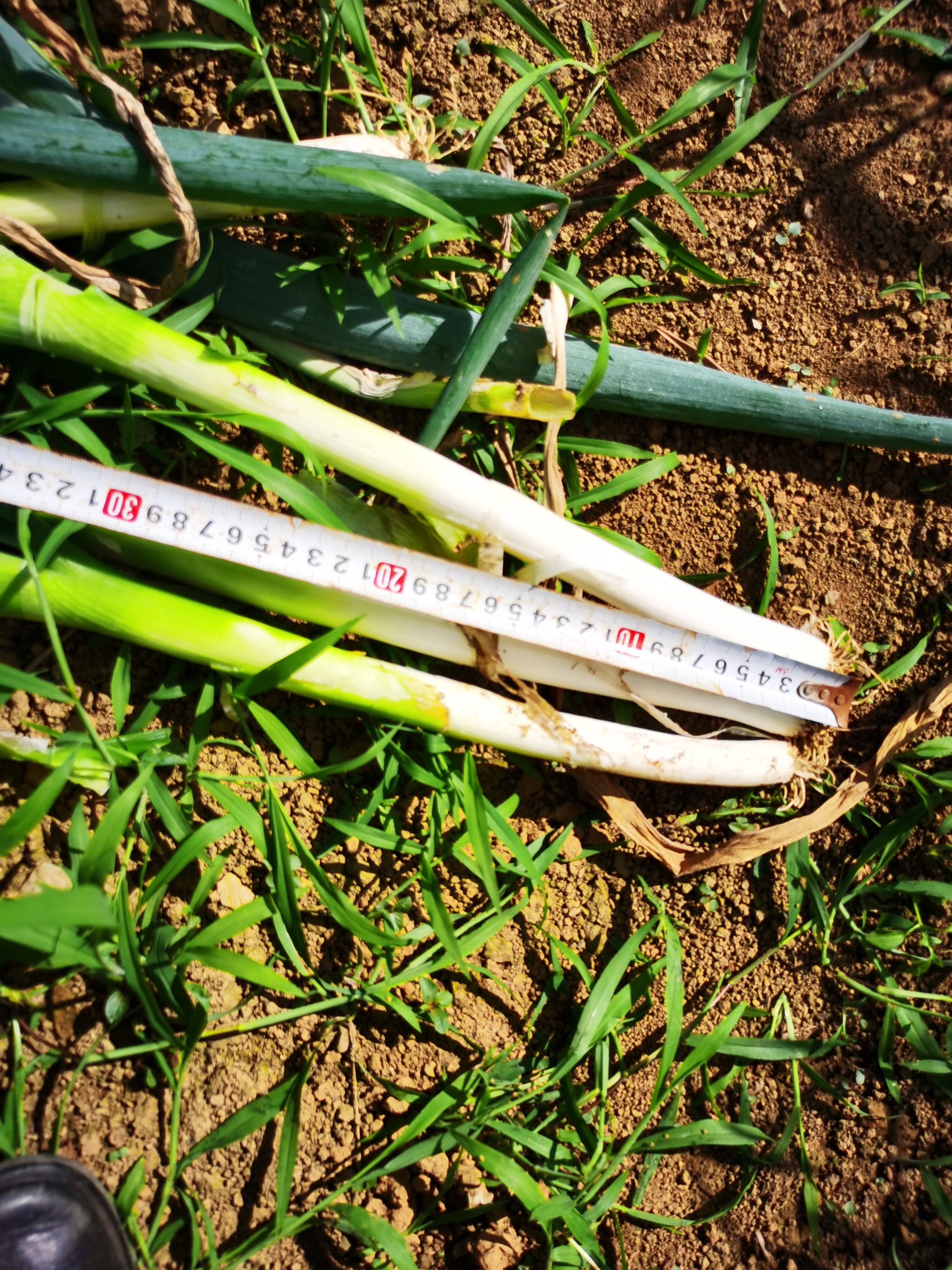 大葱大面积上市，需要老板抓紧联系