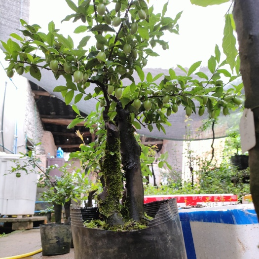 重庆市灌木金弹子盆景练手小桩品种桩老桩母桩挂果小桩