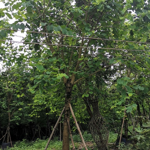 柳州宫粉紫荆