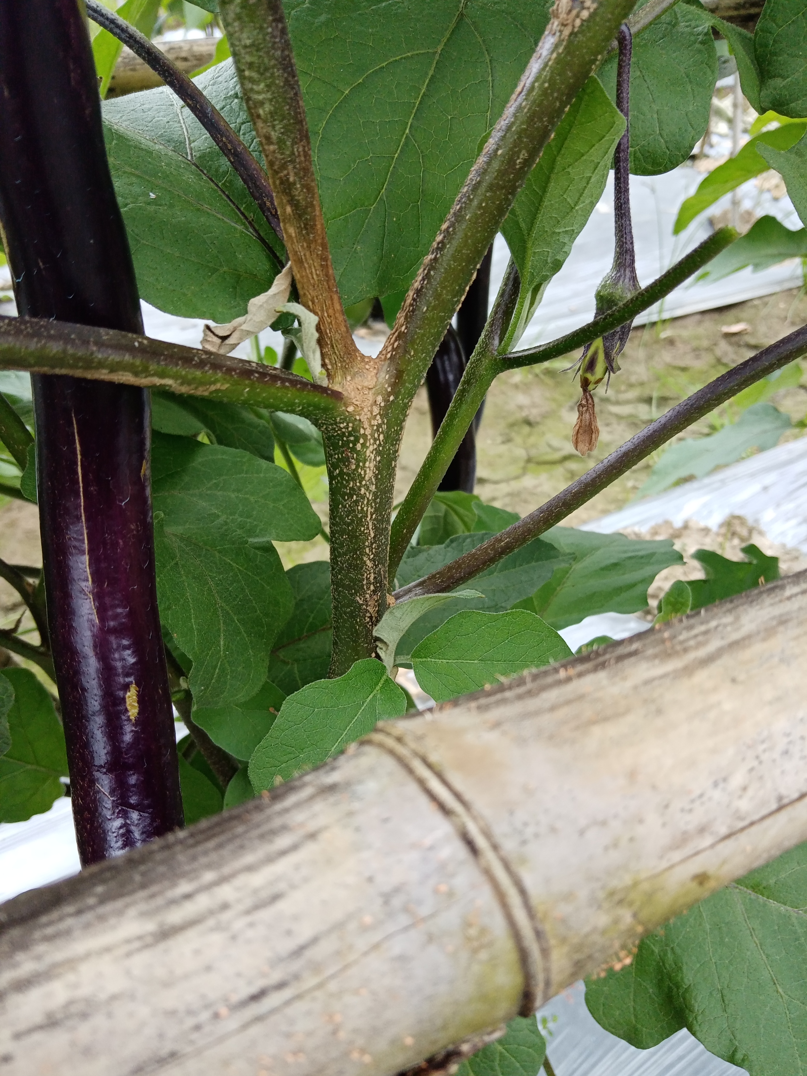 老师好,请问这茄子得什么病,用什么药治疗?-专家问答 - 惠农网