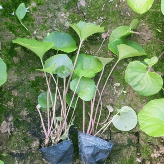 常州大吴风草