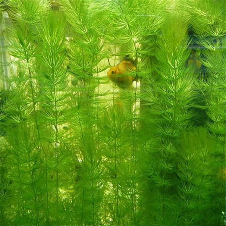 安新县沉水植物金鱼藻，伊乐藻，苦草 轮叶黑藻等各种沉水植物