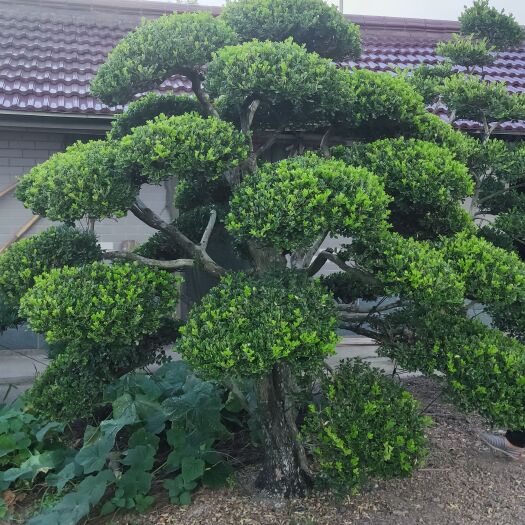 上海造型小叶瓜子黄杨