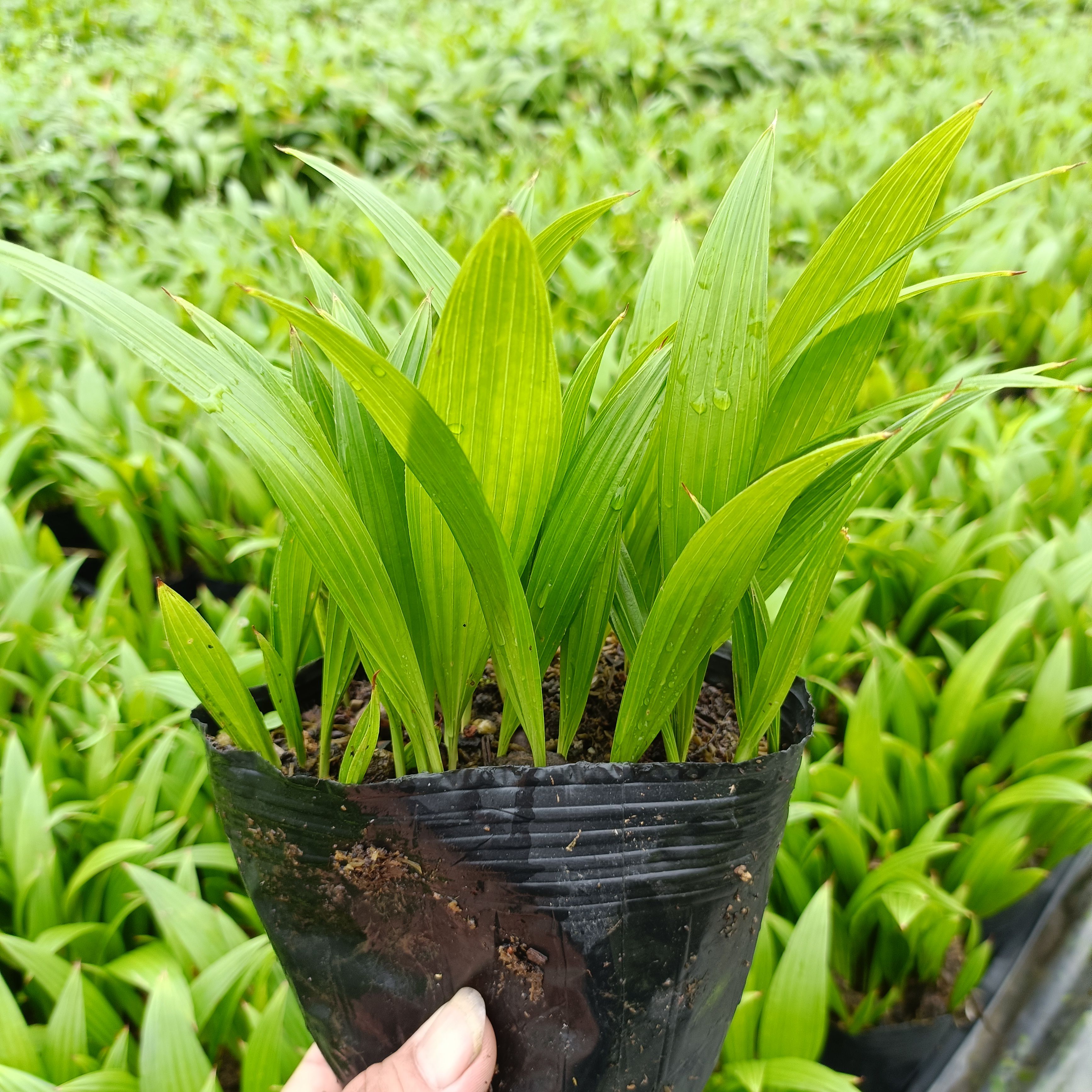 苗圃基地自产自销优质蒲葵种苗 棕榈科植物 四季常青可做盆栽
