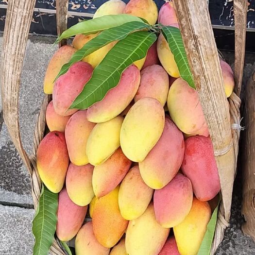 自家种的芒果，现摘现发，5公斤一件，60元包邮