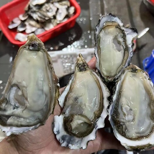 广州湛江白蚝   乳山三倍体   福建三倍体 广东三倍体。各精品