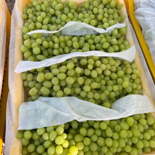 吐鲁番吐鲁番葡萄青提（无核白）