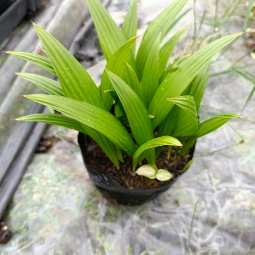 广州苗圃基地自产自销优质蒲葵种苗 棕榈科植物 四季常青可做盆栽