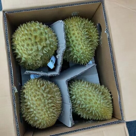 广州泰国金枕头榴莲生果电商果，大量到货电商可以对接了