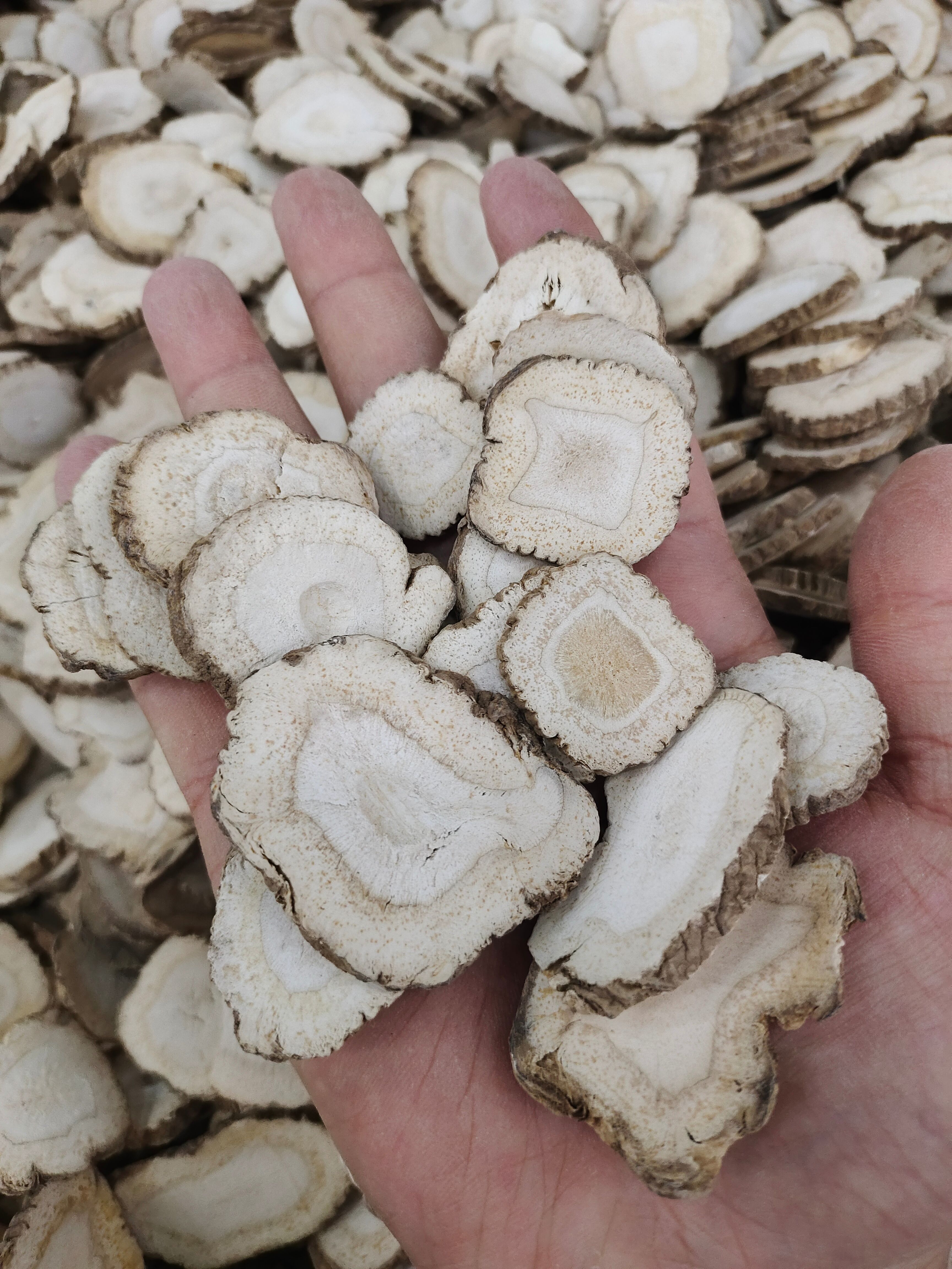 亳白芷 公斤 白芷片现货供应  清香自然 可供大货 品质好货