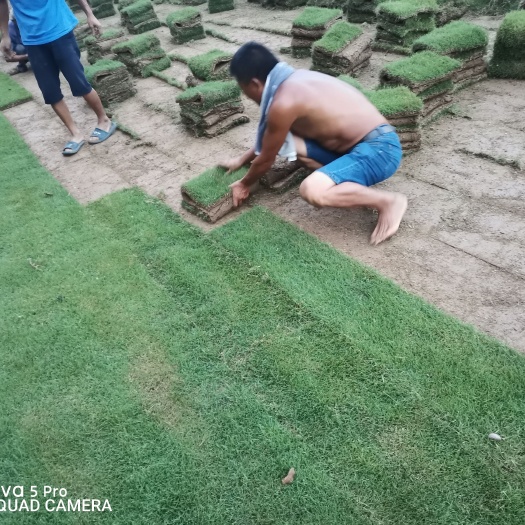 马尼拉   兰引三号大量上货中