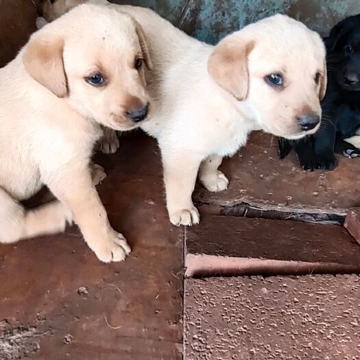 巍山县拉布拉多犬