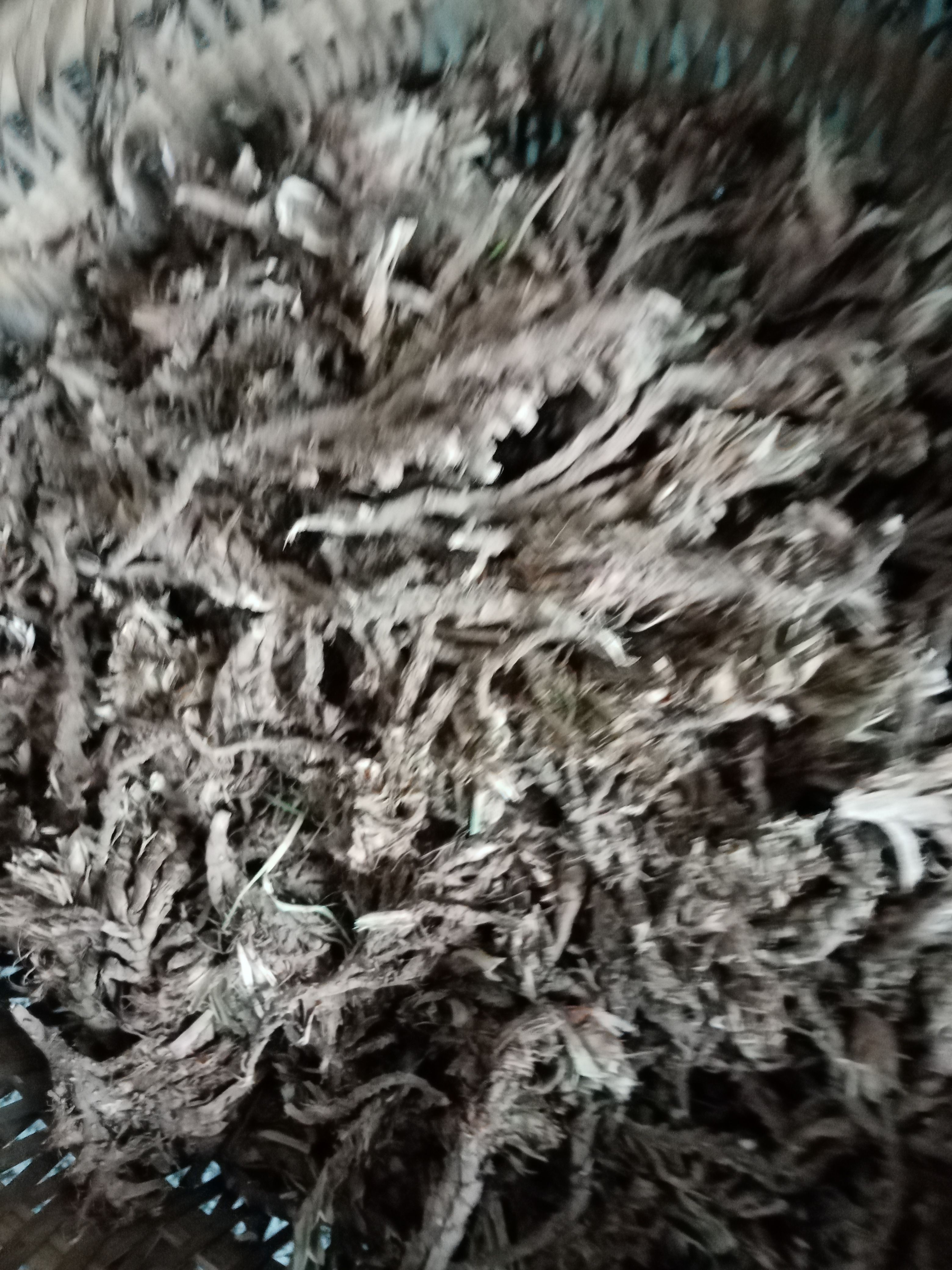 苍溪县石菖蒲