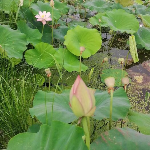 沛县水果莲蓬颗粒饱满口感甜脆