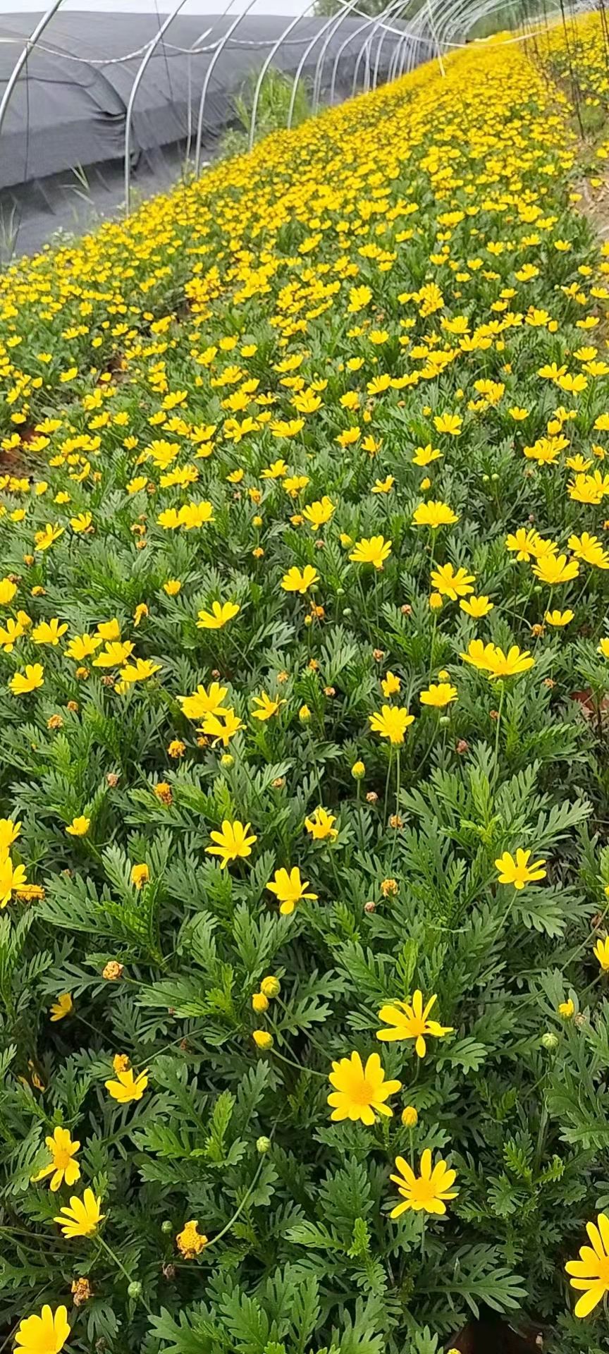 露天黄金菊