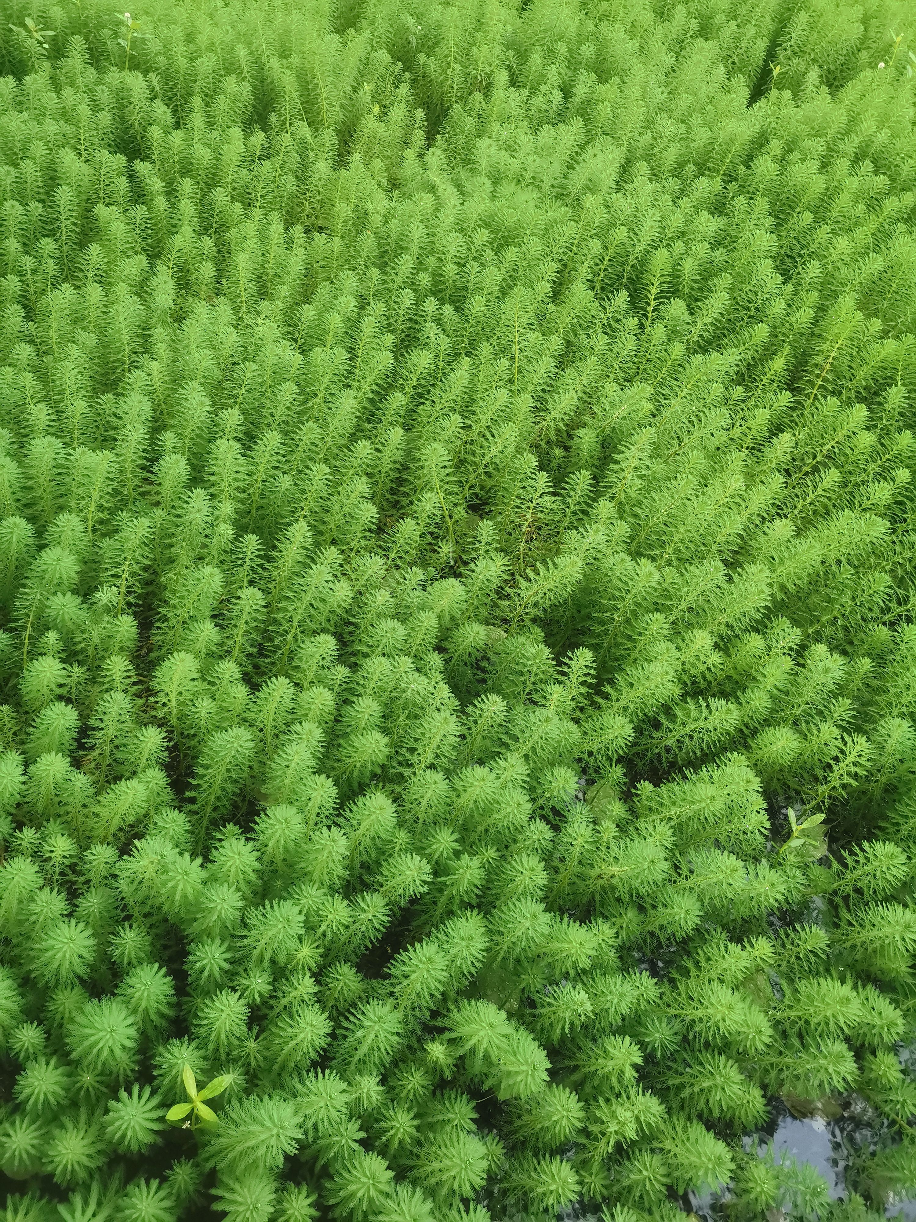 白芨