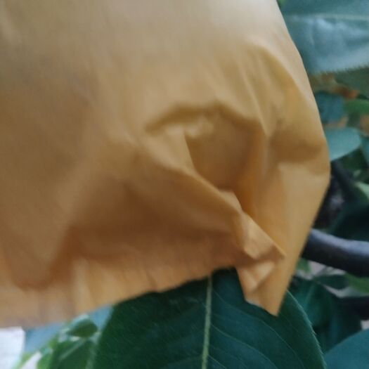 砀山县翠玉梨