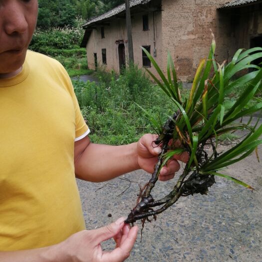 醴陵市鲜货石菖蒲！！